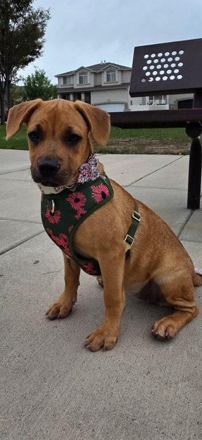 Honey aka Canela