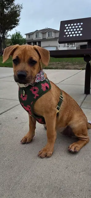 Honey Aka Canela - Black Mouth Cur