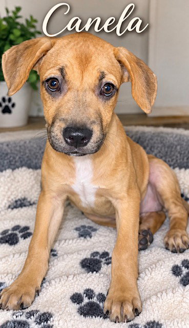 Honey aka Canela, photo 2