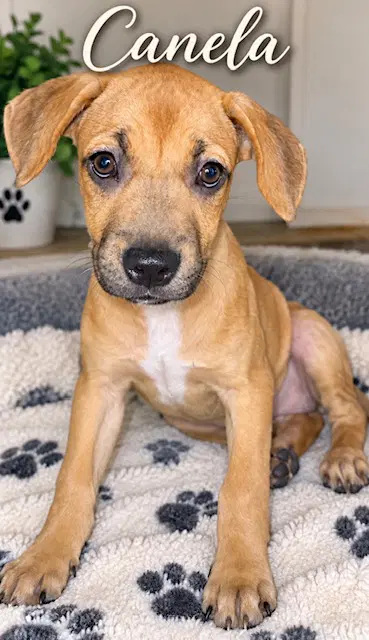 Honey Aka Canela image 2