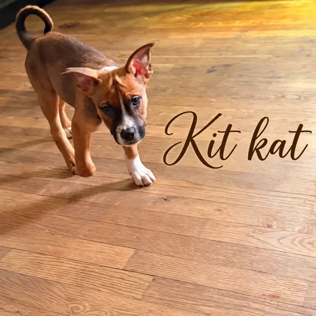Kit Kat - Pit Bull Terrier