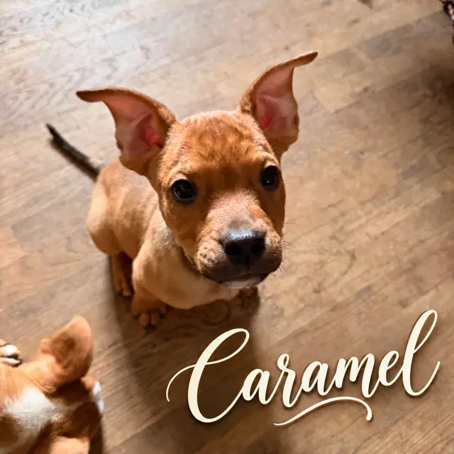 Caramel - Pit Bull Terrier