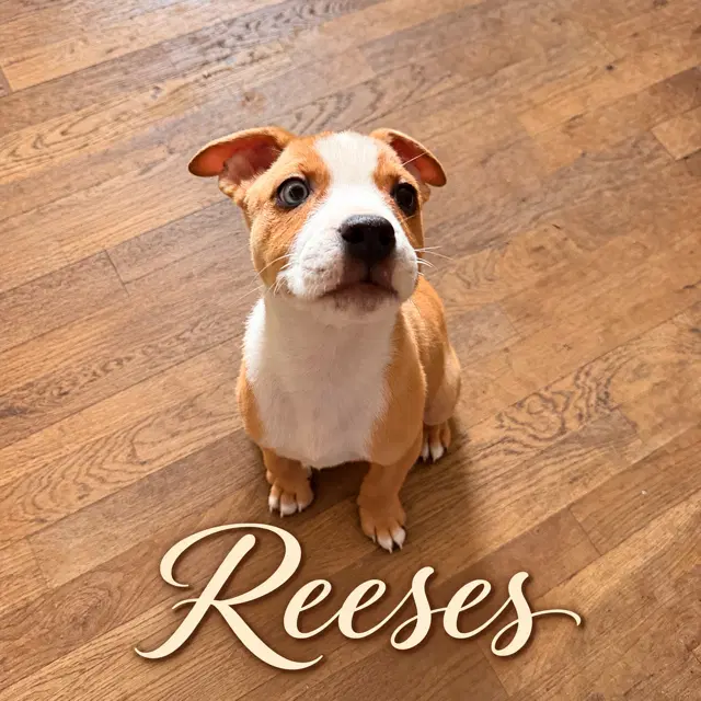 Reeses - Pit Bull Terrier
