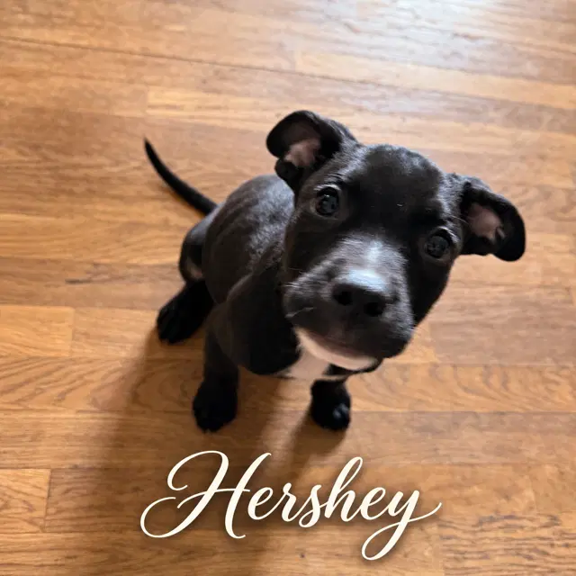 Hershey - Pit Bull Terrier