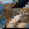 Rusty: FIV+