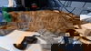 Rusty: FIV+