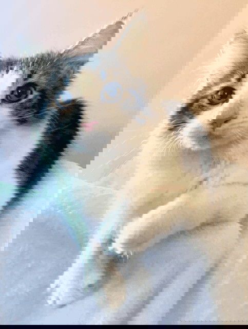 Goose