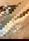 Goose