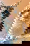 Goose