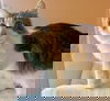Goose
