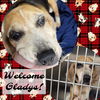 Gladys: available soon!