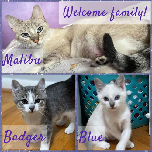 Malibu & kittens: available soon