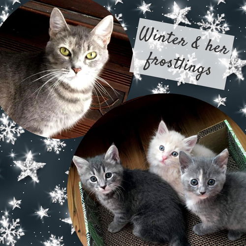 Winter & kittens: available soon