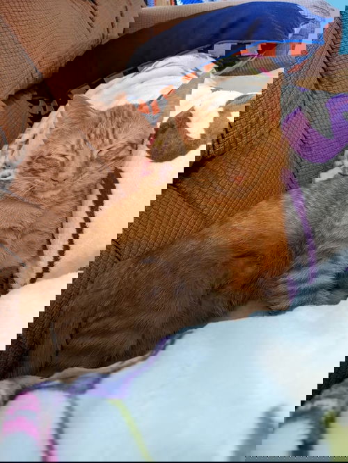 Maverick
