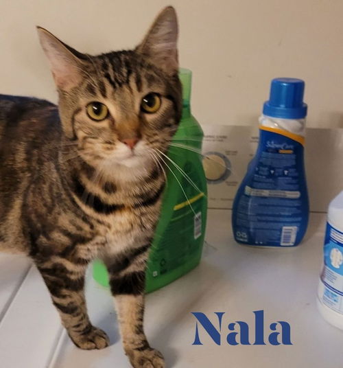 Nala