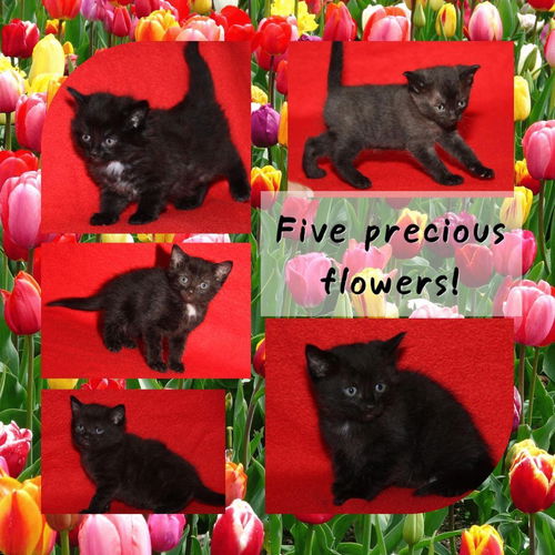 Blossom's Kittens:  4 F & 1 M   Available Soon