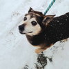 Lucy Lyn: Donations Needed!