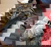 Duchess' Kittens (3)