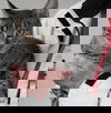 Duchess  FIV+