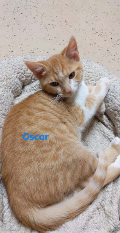 Oscar