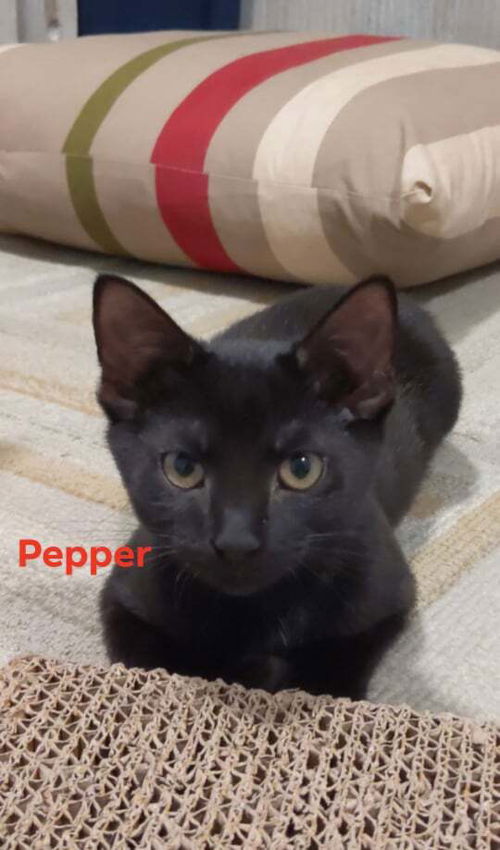 Pepper