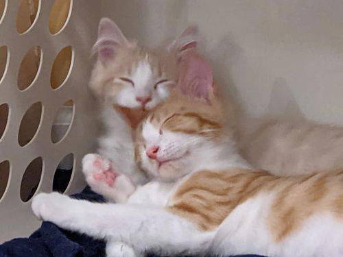 Creamsicle Kittens, The Ice Cream Kittens