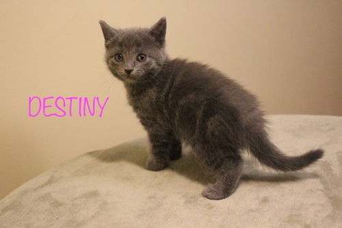 Karma's Female Kitten: Destiny