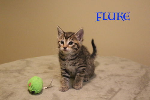 Karma's 3 Male Kittens:  Fluke, Lucky, Chance