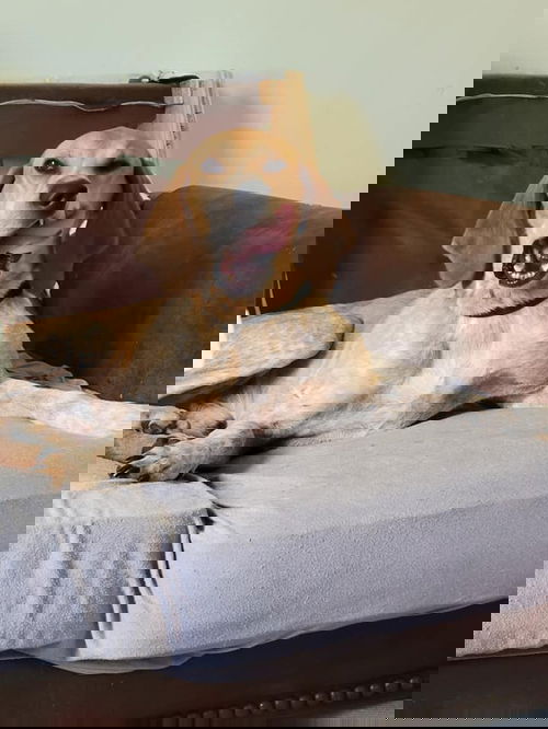 Duke
