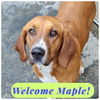 Maple: foster home needed!