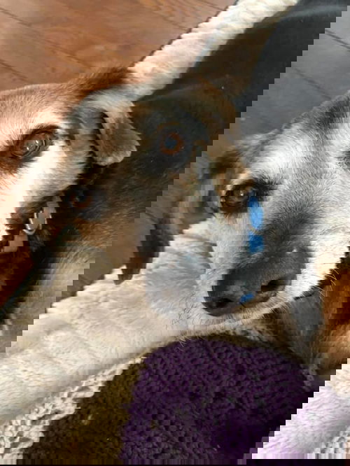 Toby: Hospice (donations needed)