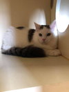 Loreena's Kitten, 1 F @ Argos
