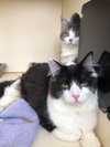 Loreena's Kitten, 1 F @ Argos