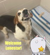 LoneStar: in Dayton