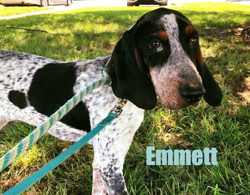 Emmet