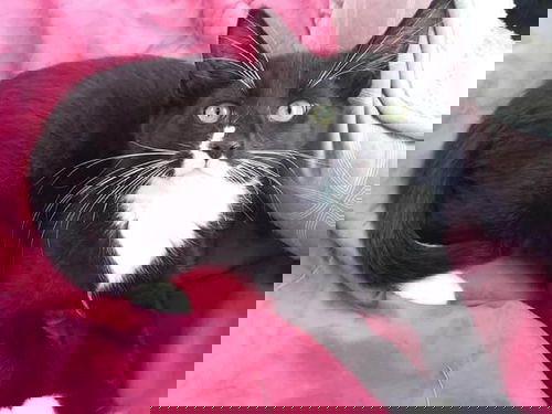 Three Tuxedo Kittens
