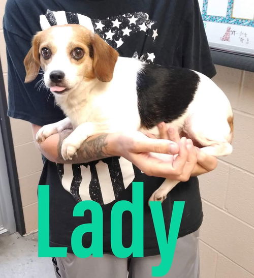 Lady: Bonded Pair (with Chloe)