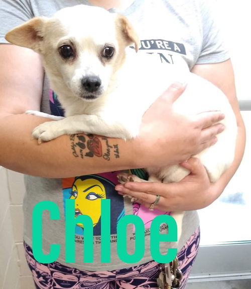 Chloe: Bonded Pair (with Lady)