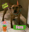 Fern: Puppy Foster Needed!