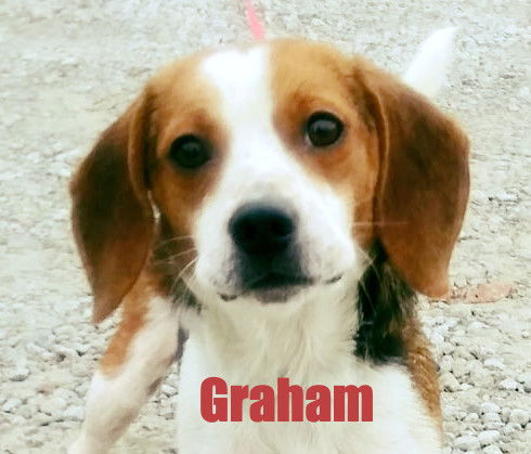 Graham