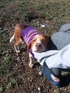 Chuckie: Foster Home Needed