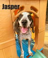 Jasper