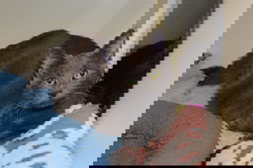 Smokey, Tripod @ Argos