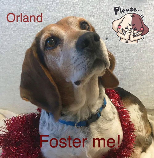 Orland: Foster Home Needed!