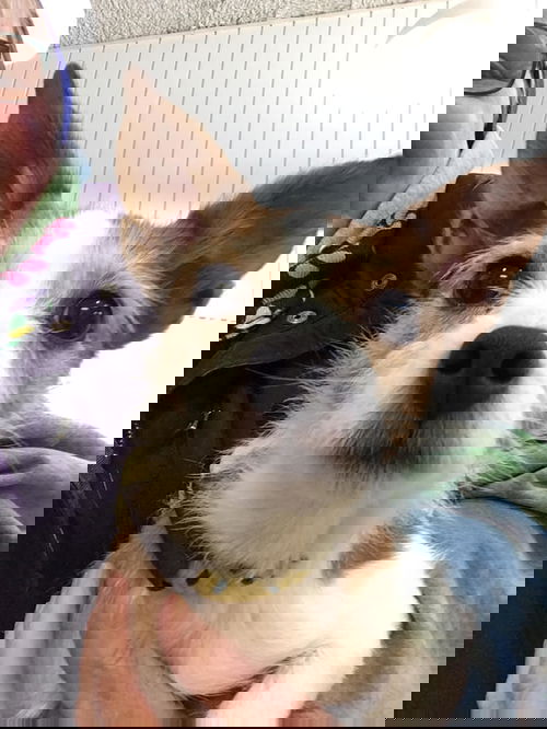 Boogie Woogie