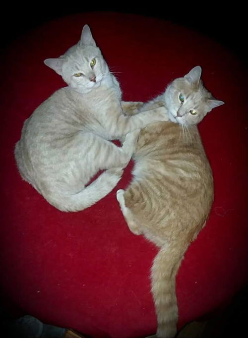 Goldie & Roman