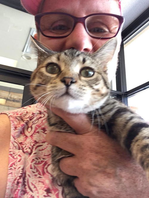 Brown Tabbies X 6 (1 left)