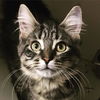 Brown Tabbies X 6 (1 left)