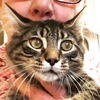 Brown Tabbies X 6 (1 left)