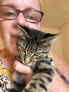 Brown Tabbies X 6 (1 left)
